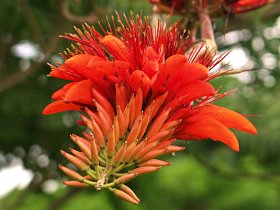 La flor Deigo o Erythrina variegata